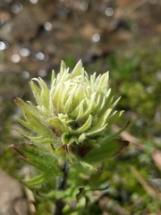 Castilleja parviflora albida