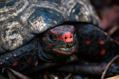 Chelonoidis carbonarius