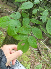 Fraxinus nigra image