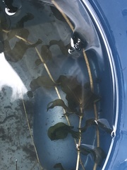 Potamogeton richardsonii