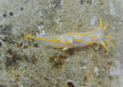 Polycera quadrilineata