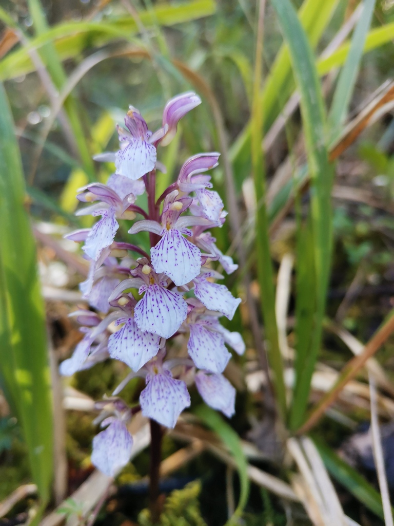 Corallorhiza macrantha