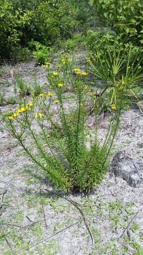 Image of Chrysopsis linearifolia by (c) Jay Horn, some rights reserved (CC BY)