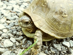 Terrapene carolina triunguis