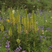 Pedicularis bracteosa latifolia - Photo (c) Susan, algunos derechos reservados (CC BY-NC), subido por Susan