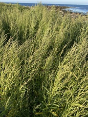 Atriplex littoralis