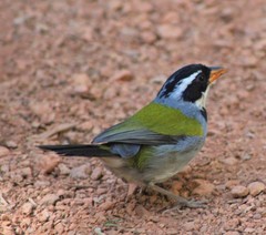 Arremon flavirostris