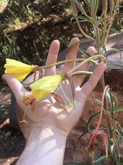 Oenothera longissima