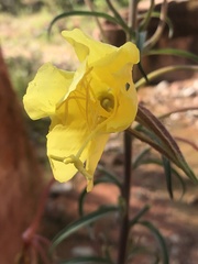 Oenothera longissima
