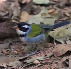 Arremon flavirostris