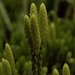 Sitka Clubmoss - Photo (c) Susan, some rights reserved (CC BY-NC), uploaded by Susan
