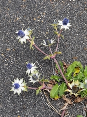 Eryngium carlinae