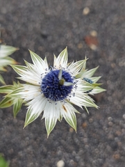 Eryngium carlinae