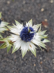 Eryngium carlinae