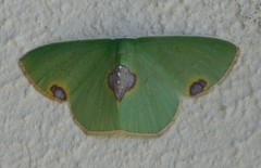 Lophorrhachia rubricorpus