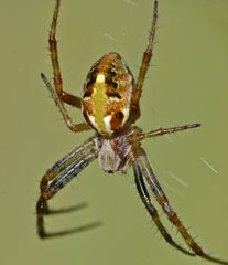 Novaranea queribunda