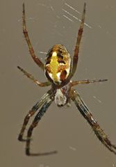 Novaranea queribunda