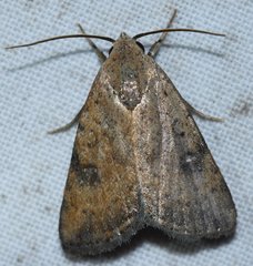 Micrathetis triplex