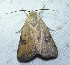 Micrathetis triplex