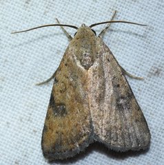 Micrathetis triplex