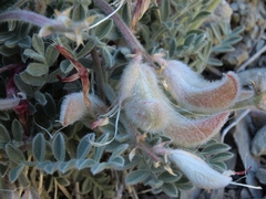 Astragalus coccineus