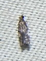 Tineidae clade b