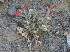 Astragalus coccineus