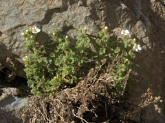 Phacelia perityloides