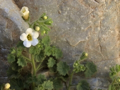 Phacelia perityloides