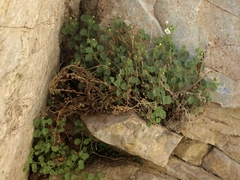 Phacelia perityloides