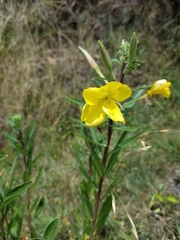 Oenothera rubricaulis