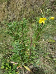 Oenothera rubricaulis