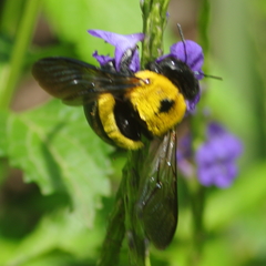 Xylocopa modesta