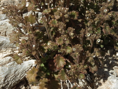 Phacelia rotundifolia