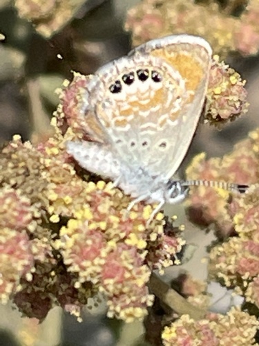 photo of Western Pygmy-blue (Brephidium exilis)