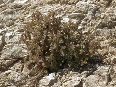 Phacelia rotundifolia