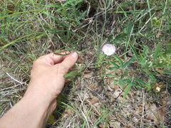 Callirhoe alcaeoides