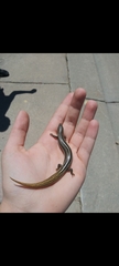Plestiodon multivirgatus