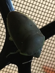 Coleotichus borealis