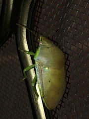 Coleotichus borealis