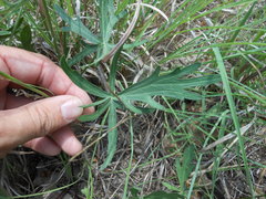 Callirhoe alcaeoides