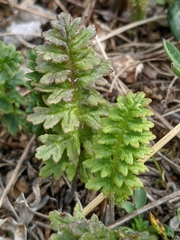 Pedicularis capitata