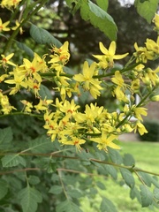 Koelreuteria paniculata
