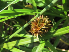 Carex macrocephala