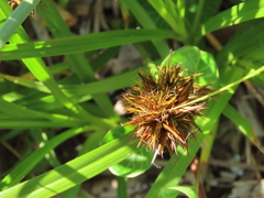Carex macrocephala