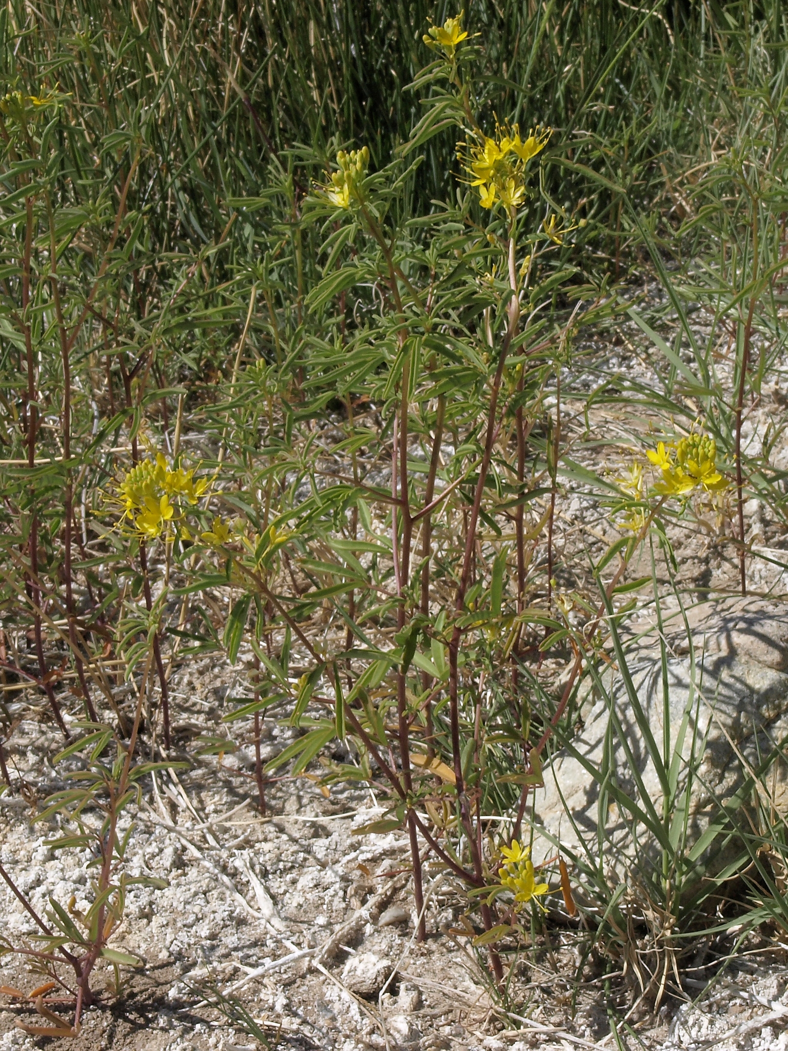 Cleomella plocasperma