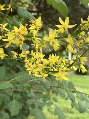 Koelreuteria paniculata