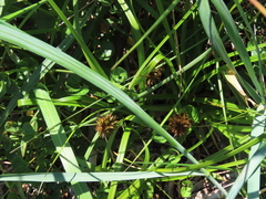 Carex macrocephala