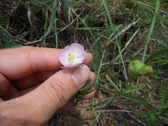 Callirhoe alcaeoides
