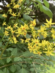 Koelreuteria paniculata